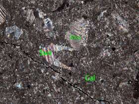 含砂生物碎屑微晶粉晶灰岩