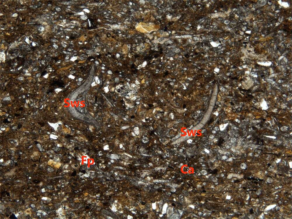 砂质生物碎屑灰岩