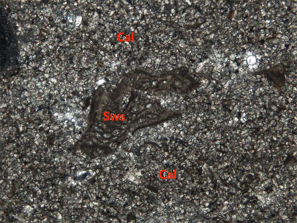 含生物碎屑粉晶灰岩