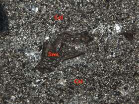 含生物碎屑粉晶灰岩