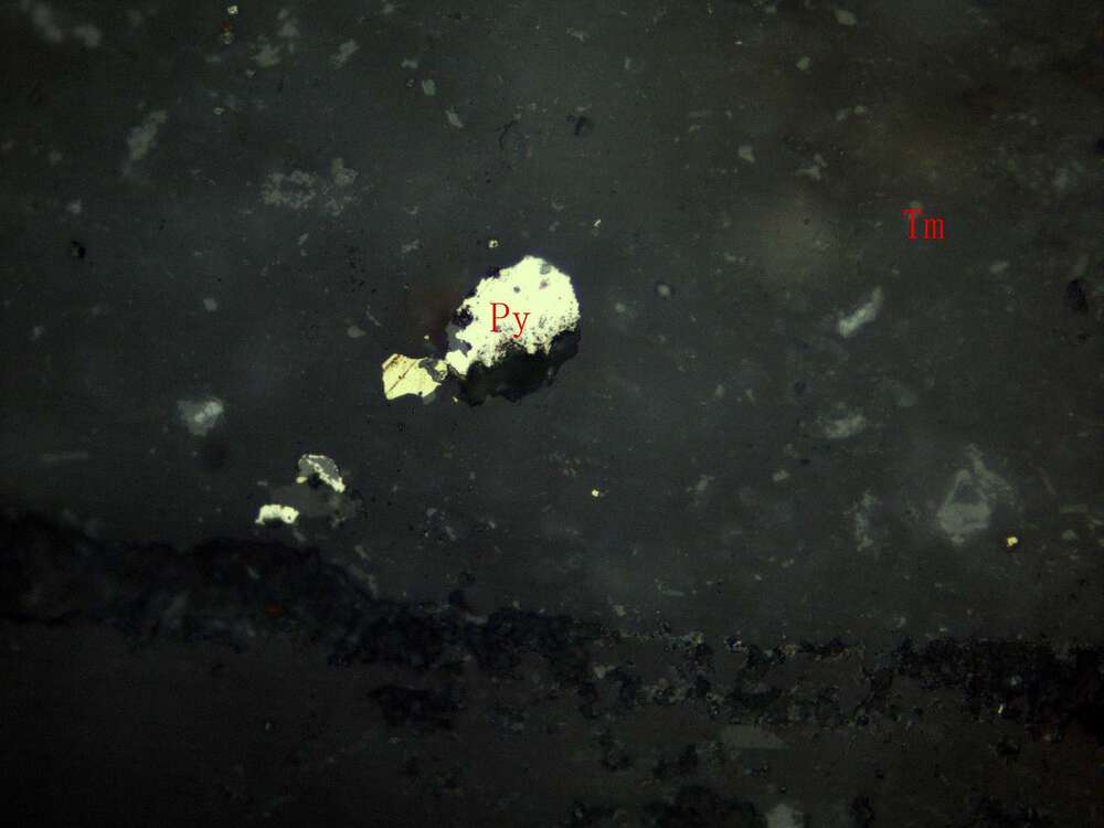 片理化蚀变凝灰质砂岩