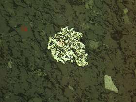 蚀变中细粒长石岩屑砂岩