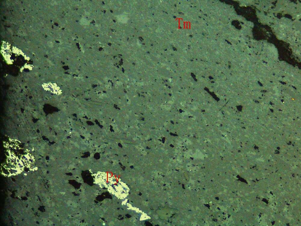 强片理化蚀变凝灰质岩屑砂岩