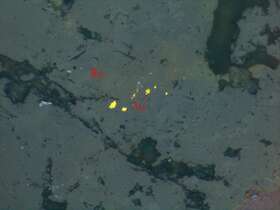 包裹金--裂隙金 