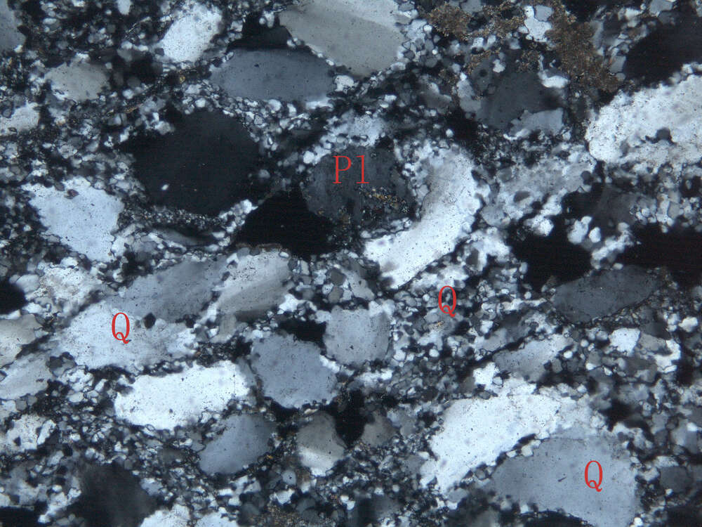 变质硅质粗中粒岩屑石英砂岩