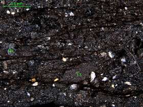 含砾细粒岩屑砂岩