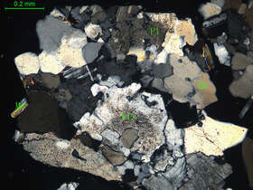 似斑状片麻状细粒二长花岗岩