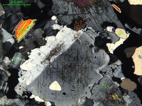 细中粒白云母二长花岗岩