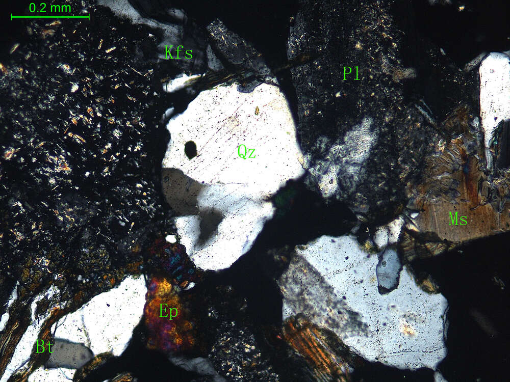 细中粒花岗闪长岩