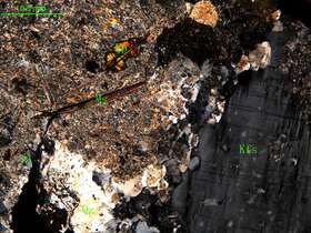 细中粒花岗闪长岩