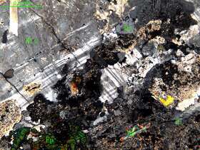 细中粒花岗闪长岩