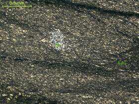 片理化粉晶灰岩