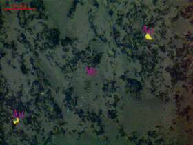 自然金（粒间金）