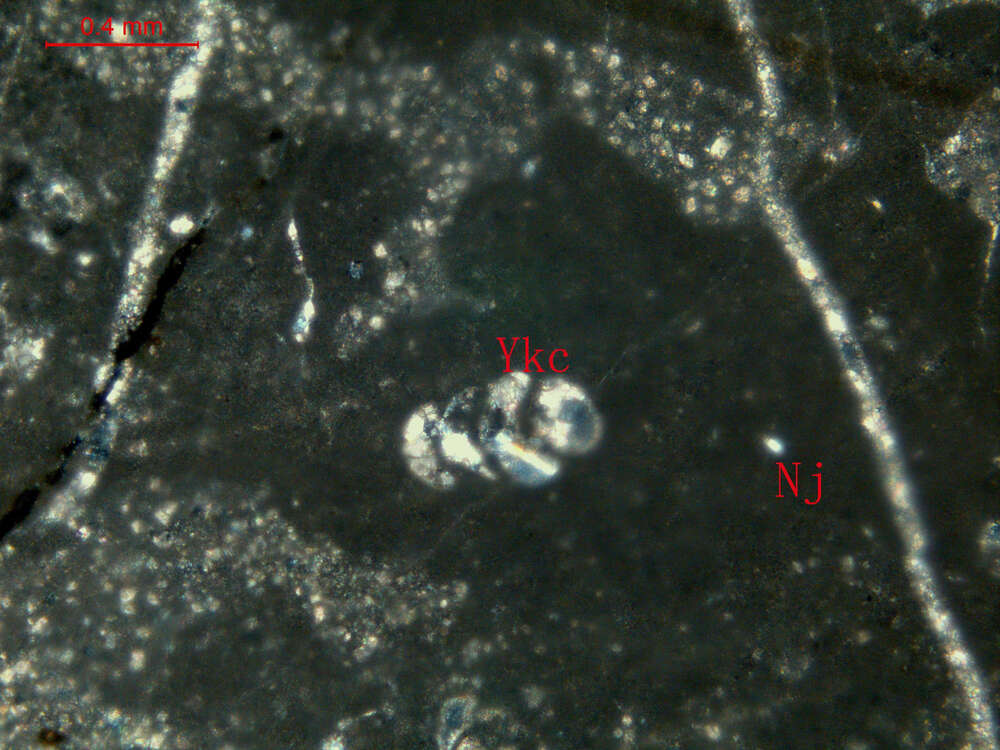 碎裂白云石化含生物碎屑泥晶灰岩