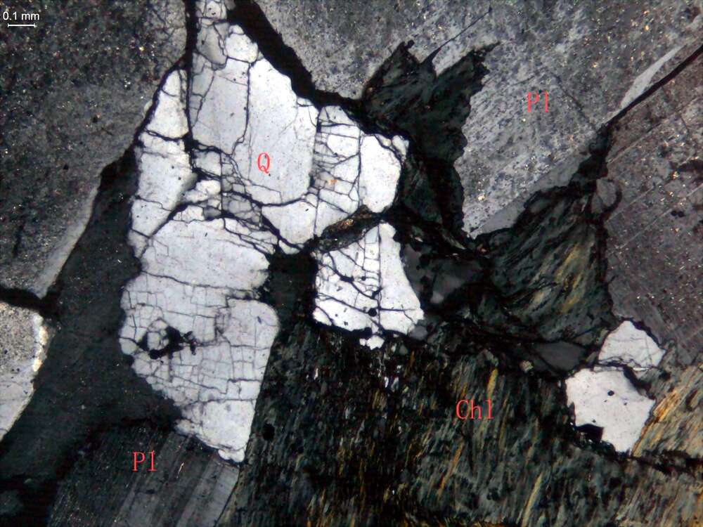 中-粗粒石英闪长岩
