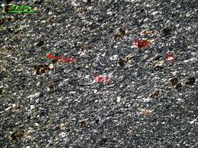 片理化泥质含细砂粉砂岩