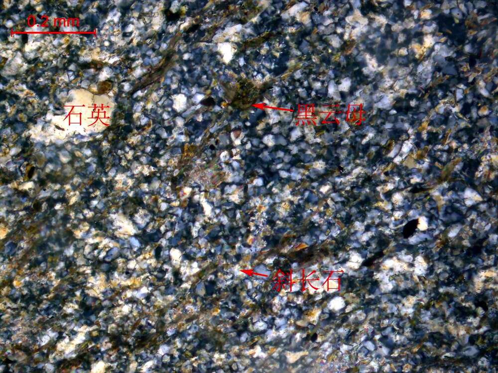 片理化黑云母斜长变粒岩