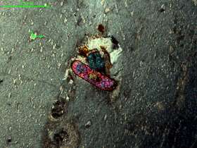 条带状蚀变细粒角闪花岗岩