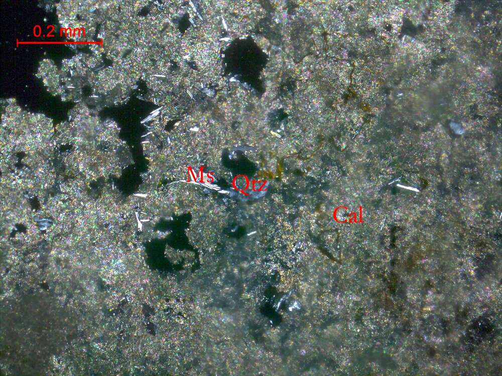 铅锌矿化泥微晶灰岩