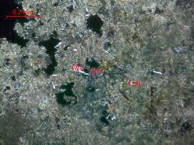 铅锌矿化泥微晶灰岩