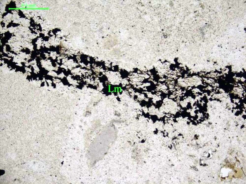 含岩屑角砾显微粒状石英岩