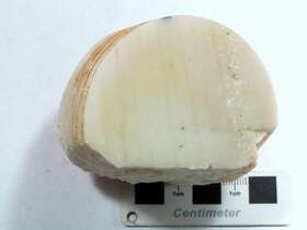 显微-细粒石英岩
（石英质玉）