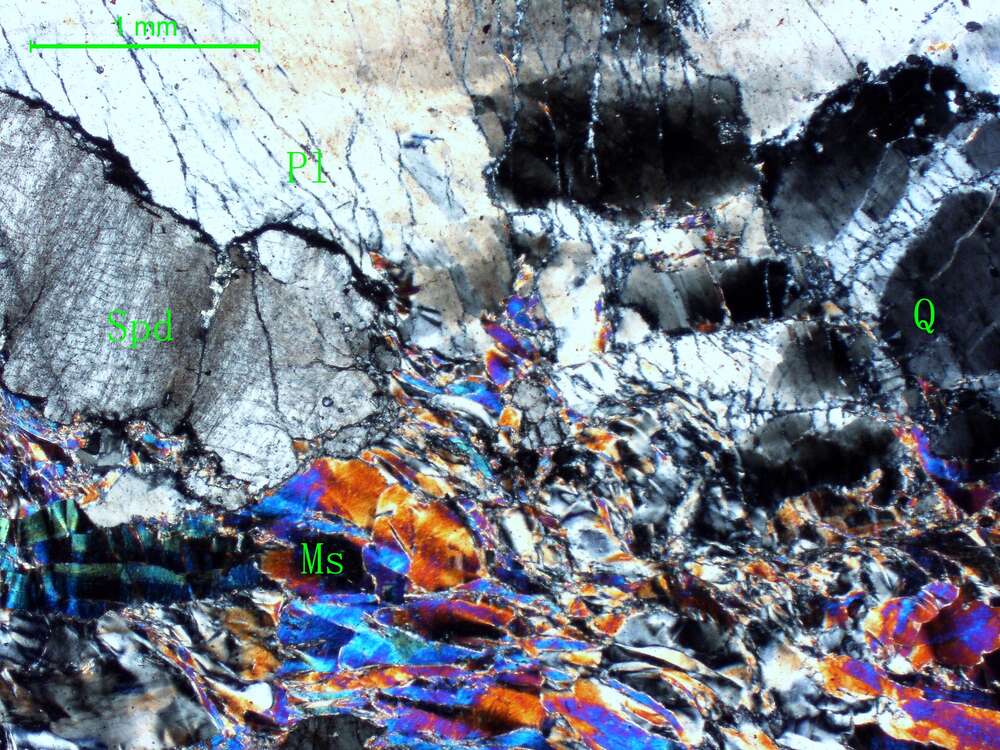 片理化白云母斜长微晶花岗岩 