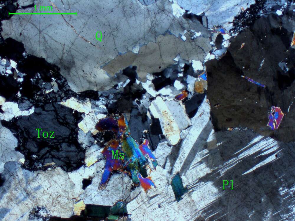 片麻岩化白云母斜长斑状花岗岩