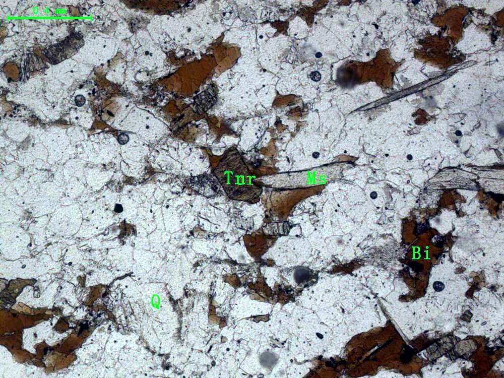 （片理化变质细中粒长石砂岩）含电气石黑云母石英片岩