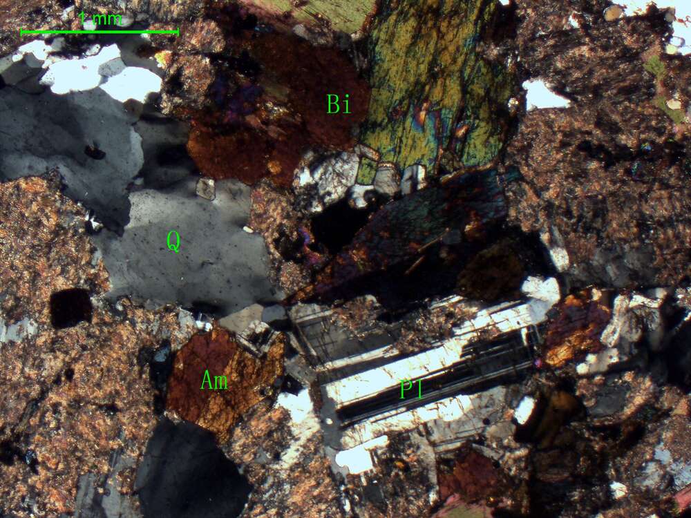 弱片麻岩化细粒石英黑云母闪长岩