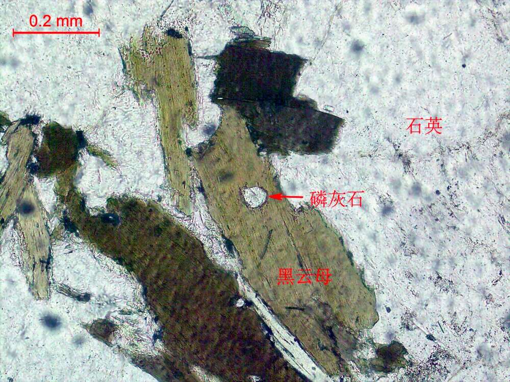 中细粒弱蚀变黑云花岗闪长岩