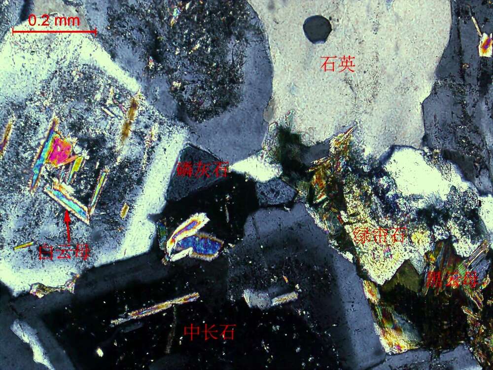 中细粒弱蚀变黑云花岗闪长岩