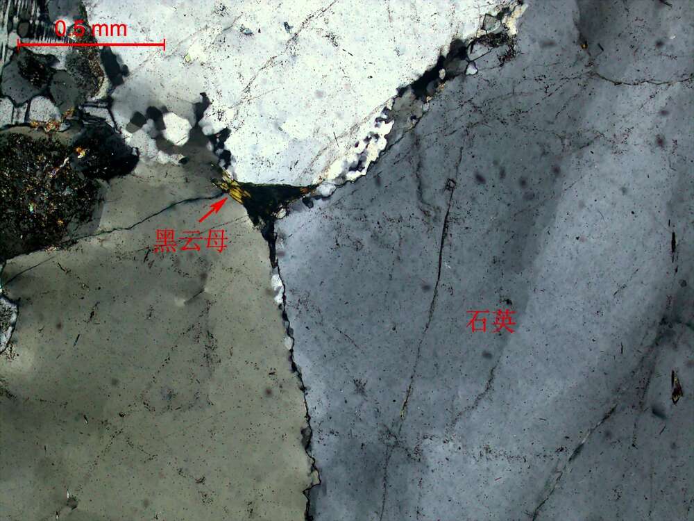 弱蚀变花岗闪长岩