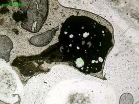 气化炉渣组分形态
