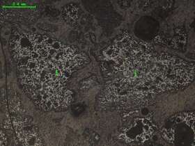 气化炉渣组分形态