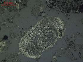 气化炉渣组分形态