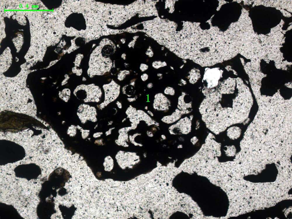 气化炉渣组分形态