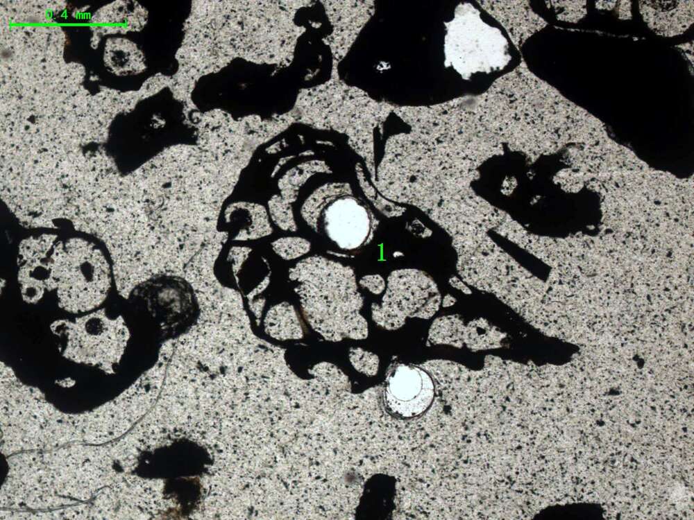 气化炉渣组分形态