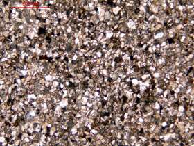 钙质细粒长石岩屑砂岩