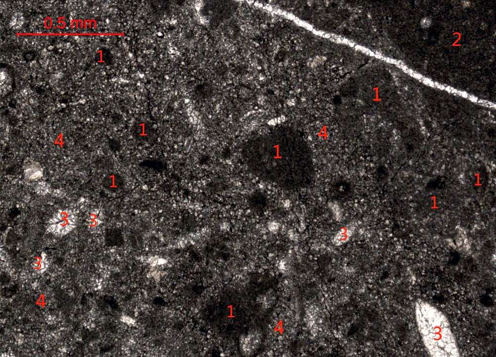 亮晶含砾屑砂屑灰岩