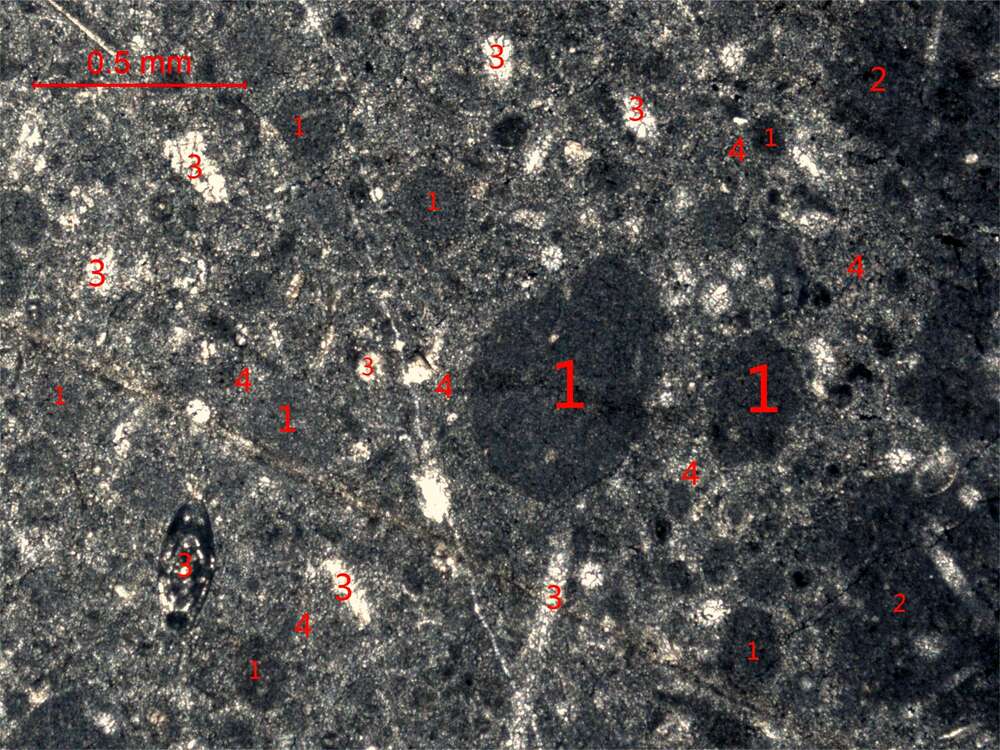 泥亮晶含生屑砂屑灰岩