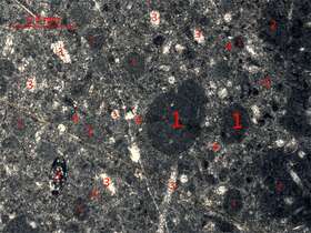 泥亮晶含生屑砂屑灰岩