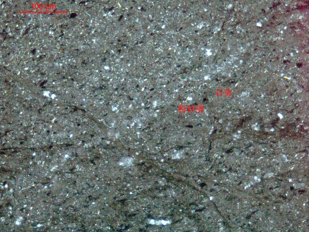 含泥含粉砂硅质岩