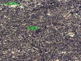 浅灰色微晶灰岩