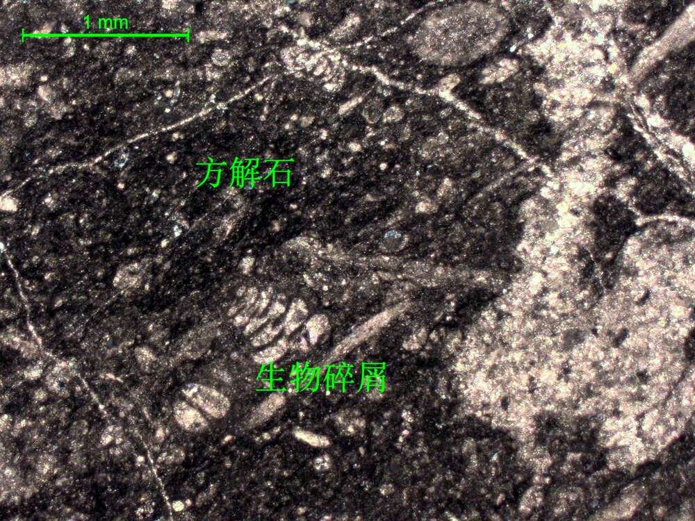 含生物屑泥晶灰岩