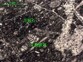 含生物屑泥晶灰岩