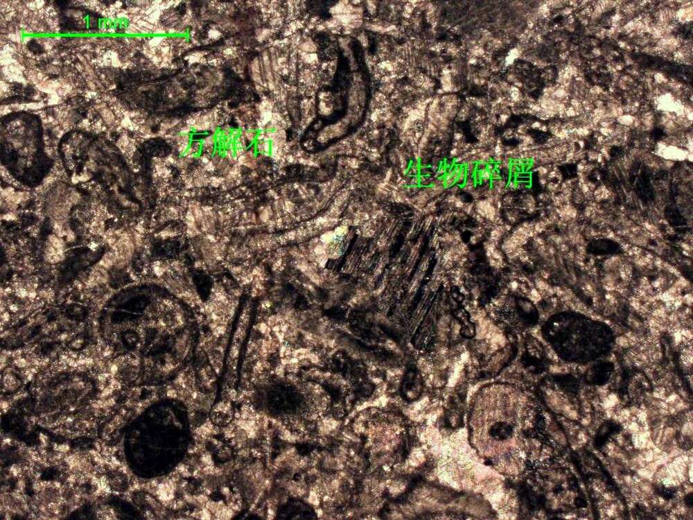 含生物屑细-中晶灰岩