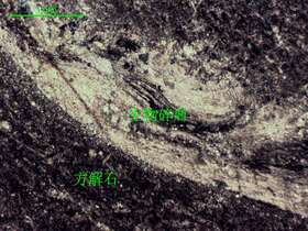 含生物屑泥-微晶灰岩