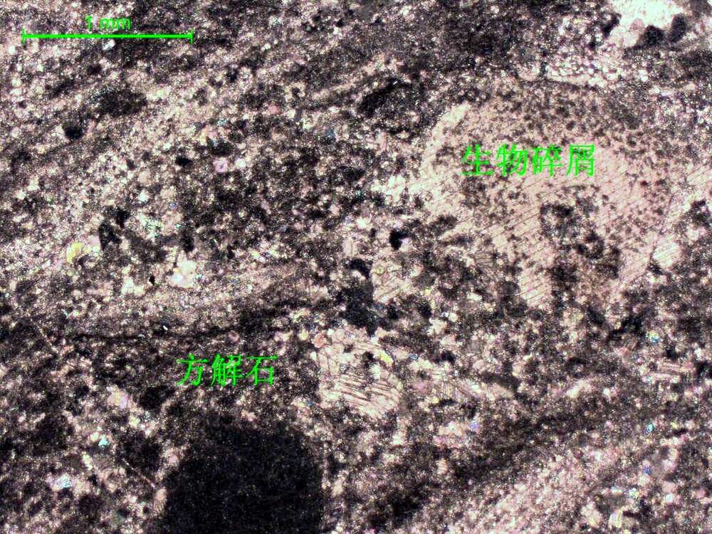 含生物屑泥-微晶灰岩