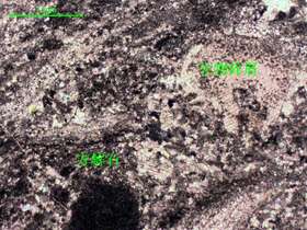 含生物屑泥-微晶灰岩